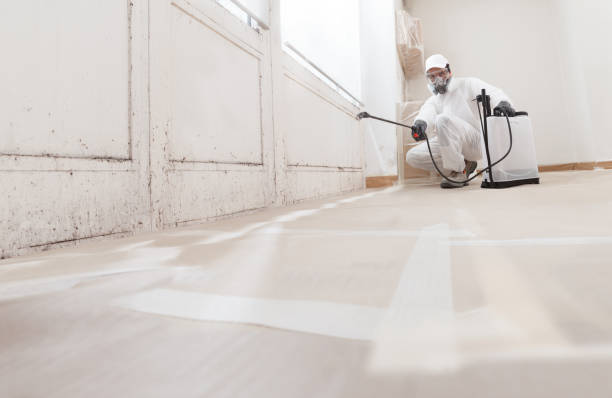 Black mold remediation team in Oradell